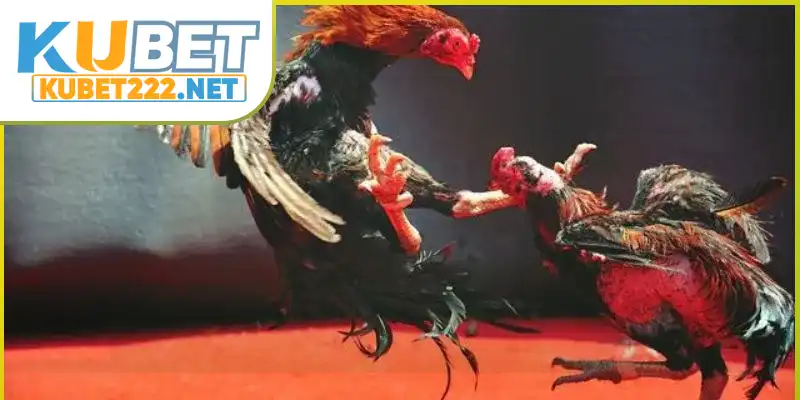 Một vài điểm cần chú ý khi chơi chọi kê Một vài điểm cần chú ý khi chơi chọi kê