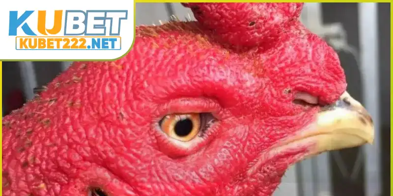 Theo dõi dáng mắt gà Theo dõi dáng mắt gà