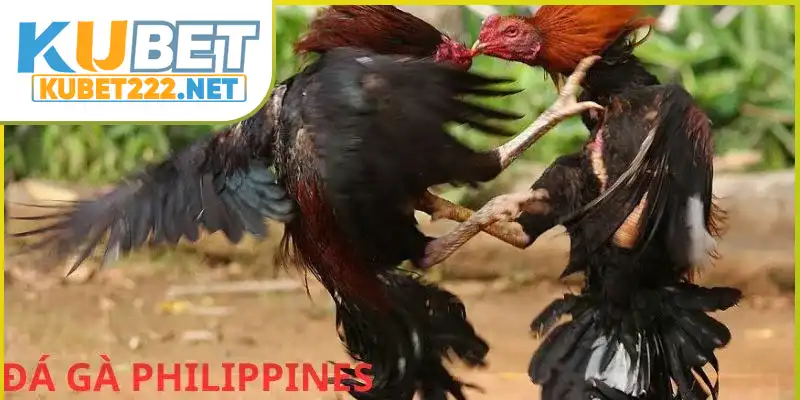 Hình thức này sở hữu tỷ lệ cược thú vị Hình thức này sở hữu tỷ lệ cược thú vị