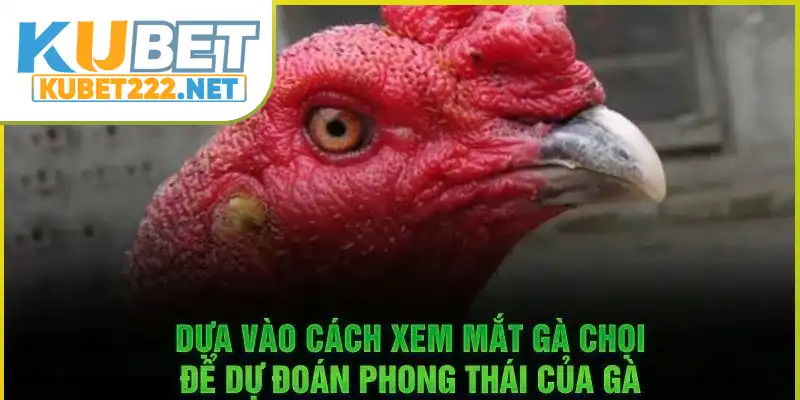 Xem mắt gà chọi dự đoán Xem mắt gà chọi dự đoán