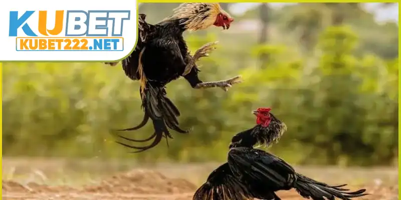 Những thuật ngữ về chiến kê liên quan đến nuôi và chăm sóc Những thuật ngữ về chiến kê liên quan đến nuôi và chăm sóc