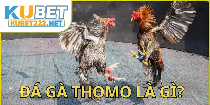 Đá gà Thomo là loại hình cá cược được yêu thích hàng đầu Đá gà Thomo là loại hình cá cược được yêu thích hàng đầu