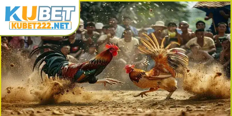 Chơi cá cược các kèo ở đấu trường Thomo để nhận tiền khủng Chơi cá cược các kèo ở đấu trường Thomo để nhận tiền khủng