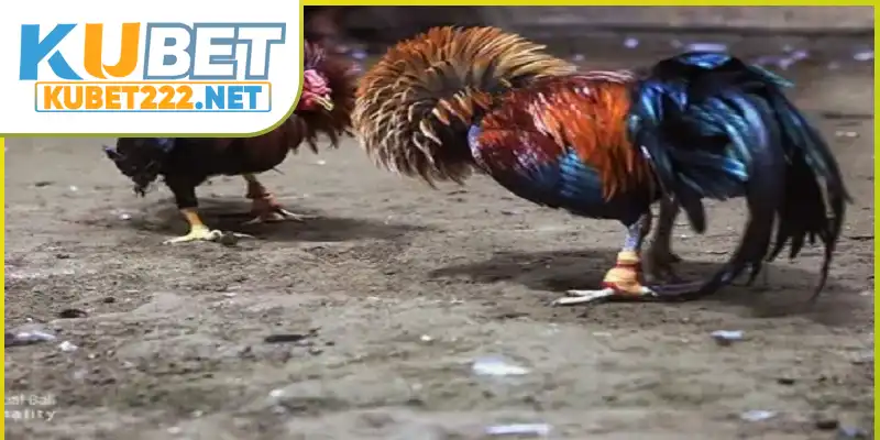 Tầm quan trọng của cách chọn tướng gà đá tốt Tầm quan trọng của cách chọn tướng gà đá tốt